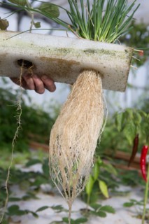 Jardin potager sous serre