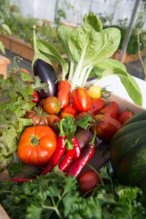 Légumes du potager