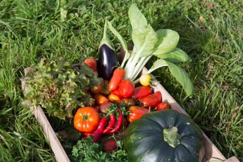 Légumes du potager