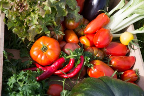 Légumes du potager