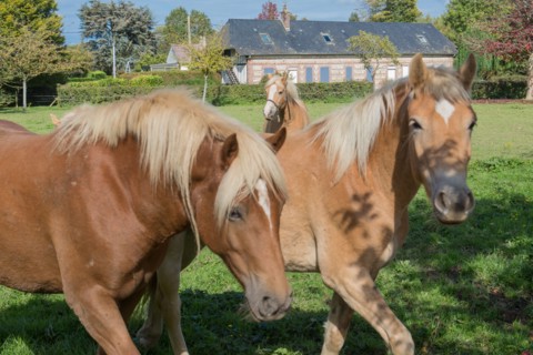 Terroir de caux