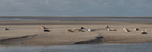 Baie d'Authie (Pas-de-Calais, France)