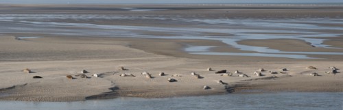 Baie d'Authie (Pas-de-Calais, France)