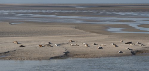 Baie d'Authie (Pas-de-Calais, France)