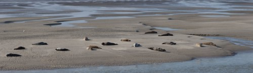 Baie d'Authie (Pas-de-Calais, France)
