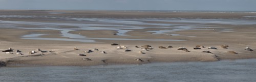Baie d'Authie (Pas-de-Calais, France)