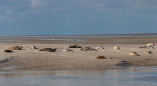 Baie d'Authie (Pas-de-Calais, France)