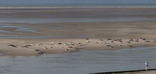 Baie d'Authie (Pas-de-Calais, France)