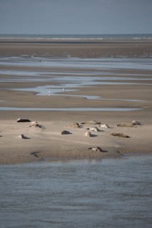 Baie d'Authie (Pas-de-Calais, France)