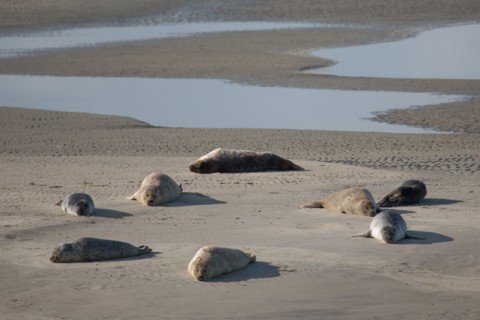 Baie d'Authie (Pas-de-Calais, France)