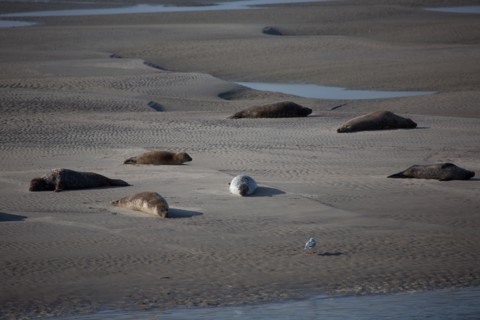 Baie d'Authie (Pas-de-Calais, France)