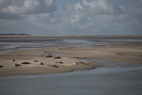 Baie d'Authie (Pas-de-Calais, France)