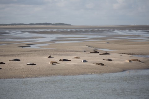 Baie d'Authie (Pas-de-Calais, France)