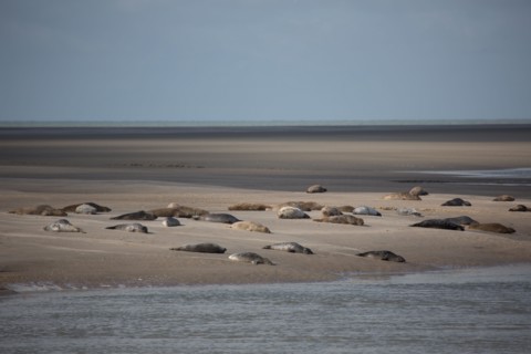 Baie d'Authie (Pas-de-Calais, France)