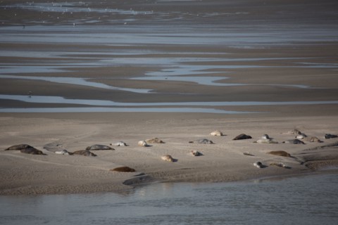 Baie d'Authie (Pas-de-Calais, France)