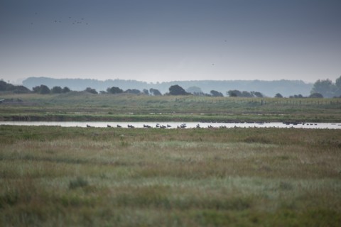 Baie d'Authie (Pas-de-Calais, France)