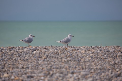 Beach in Cayeux-Sur-Mer