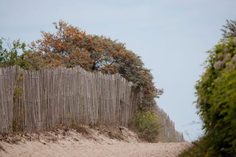 Quend (Baie de Somme, France), site de Belle Dune