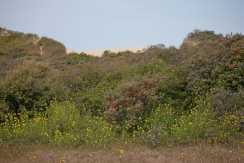 Quend (Baie de Somme, France), site de Belle Dune