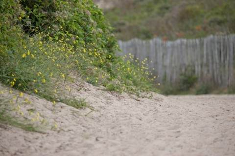 Quend (Baie de Somme, France), site de Belle Dune