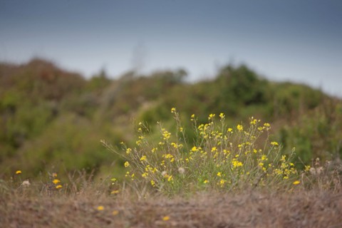 Quend (Baie de Somme, France), site de Belle Dune