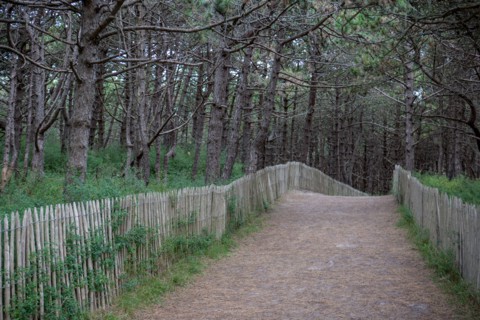 Quend (Baie de Somme, France), site de Belle Dune