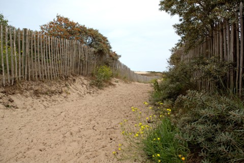 Quend (Baie de Somme, France), site de Belle Dune