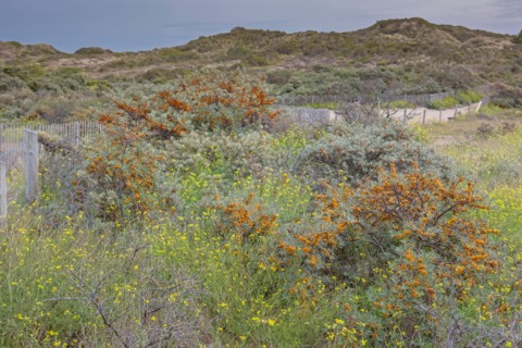 Quend (Baie de Somme, France), site de Belle Dune