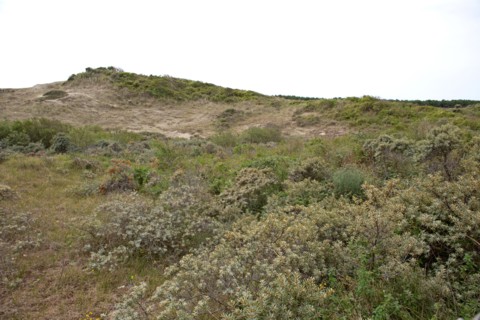 Quend (Baie de Somme, France), site de Belle Dune