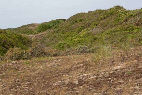 Quend (Baie de Somme, France), site de Belle Dune