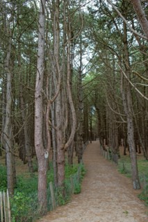 Quend (Baie de Somme, France), site de Belle Dune