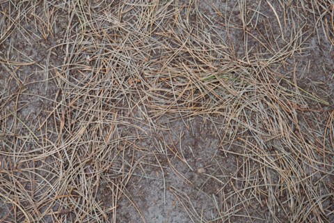 Quend (Baie de Somme, France), site de Belle Dune