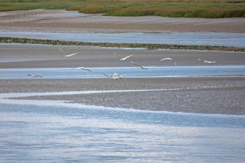 Saint-Valery-sur-Somme (Baie de Somme, France)
