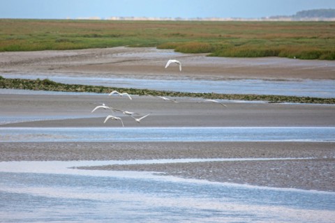 Saint-Valery-sur-Somme (Baie de Somme, France)
