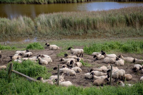 Le Crotoy (Baie de Somme, France)