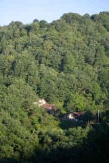 Forest above the Gorges du Tarn