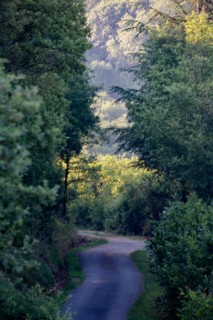 Road through the woods
