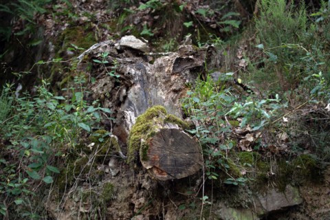 Regional nature park of Grands Causses