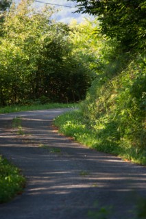 Road through the woods