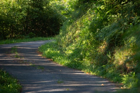 Road through the woods