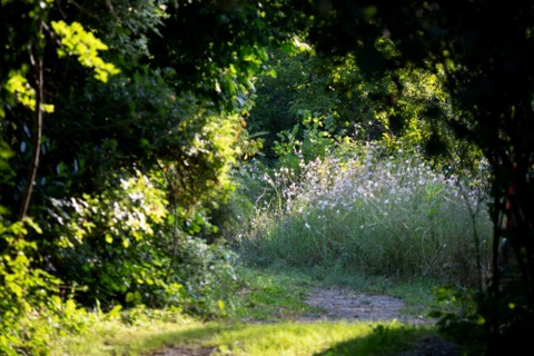 Road through the woods