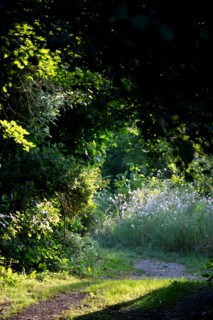 Road through the woods