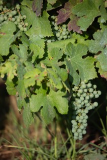 Parc des Grands Causses, grappe de raisin