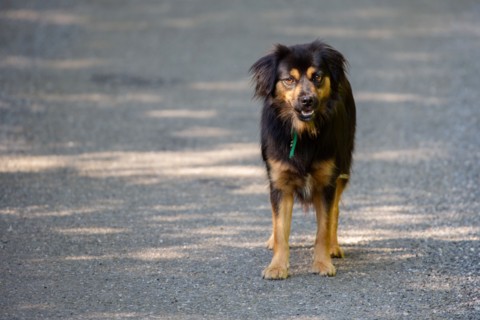 Dog in the middle of the road