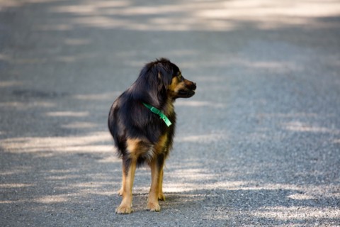 Dog in the middle of the road