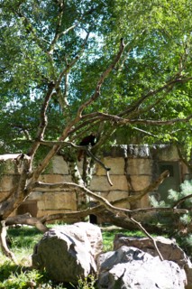 Lyon, Parc de la Tête d'Or, animaux