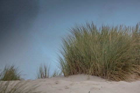 Le Touquet Paris Plage, dunes above the beach
