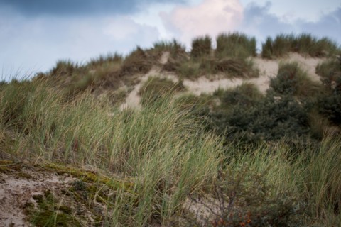 Le Touquet Paris Plage, dunes above the beach