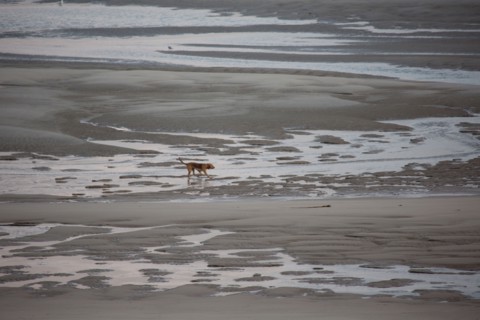 Le Touquet Paris Plage, dunes above the beach