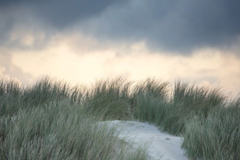 Le Touquet Paris Plage, dunes above the beach